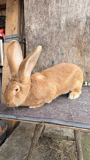  3 Femele . - imagine 3