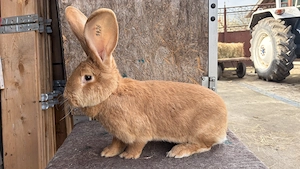  3 Femele . - imagine 2