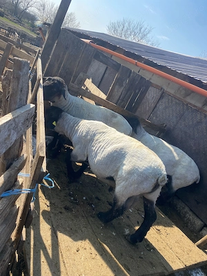 Vand berbeci Suffolk  - imagine 3