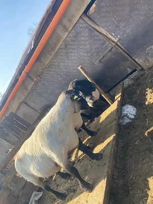 Vand berbeci Suffolk  - imagine 4