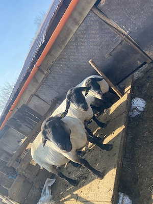 Vand berbeci Suffolk  - imagine 2