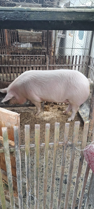 Vand porci, carcasă sau viu - imagine 3