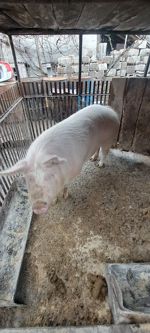 Vand porci, carcasă sau viu - imagine 2