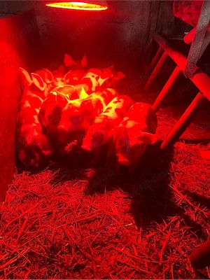 purcei pietrain belgian