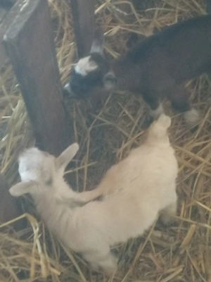 Capre de vânzare  - imagine 4