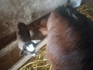 Capre de vânzare  - imagine 3