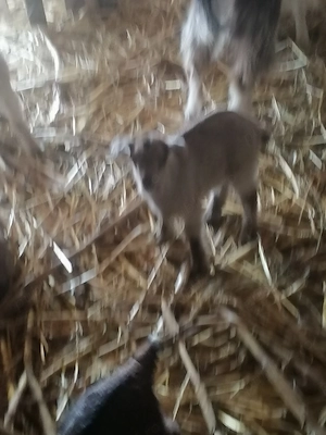 Capre de vânzare  - imagine 5