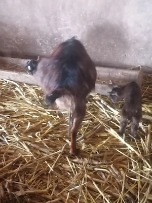 Capre de vânzare  - imagine 2