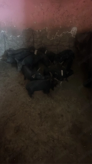 vand scrafa cu 11 purcei bazna - imagine 2