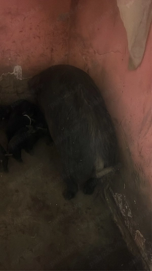 vand scrafa cu 11 purcei bazna - imagine 3