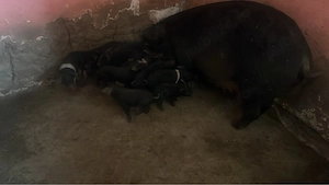 vand scrafa cu 11 purcei bazna