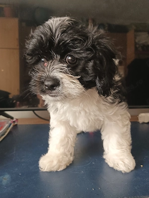 De vânzare,bishon 2 luni, fetiță Jessie.