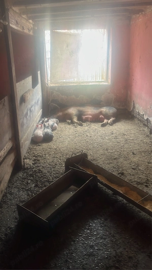 vand scrafa cu 5 purcei de 5 saptamani  - imagine 2