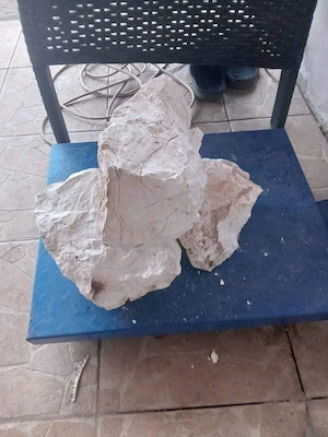 Var bulgare de vânzare 