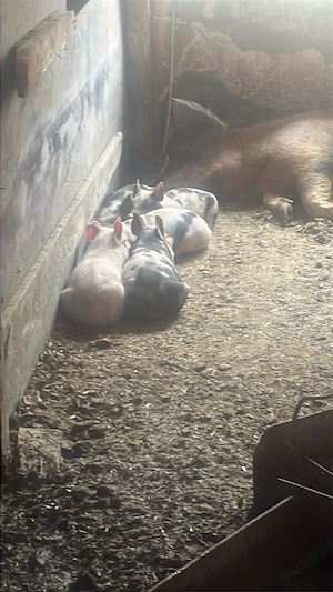 vand scrafa cu 5 purcei de 5 saptamani  - imagine 3