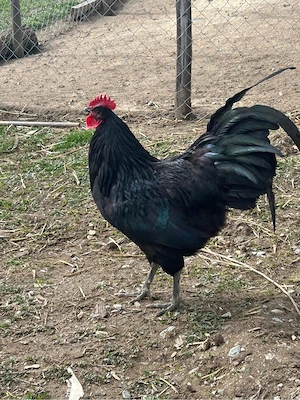 de vanzare cocos  - imagine 3