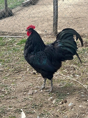 de vanzare cocos  - imagine 4