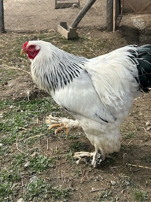 de vanzare cocos  - imagine 2