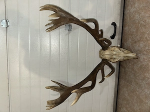 Vand coarne de cerb carpatin