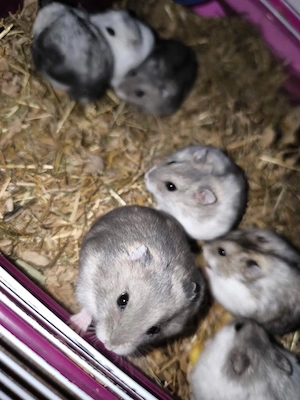 Hamster de vanzare - imagine 2