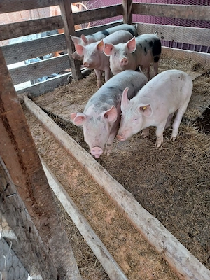 porci de vanzare rasa landras combinata cu marele alb pret 900 lei bucata  - imagine 3