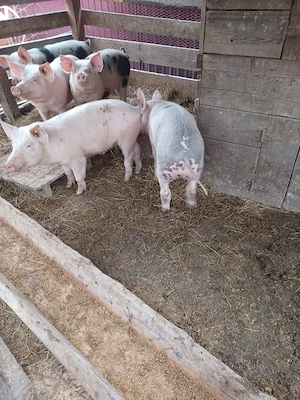 porci de vanzare rasa landras combinata cu marele alb pret 900 lei bucata 