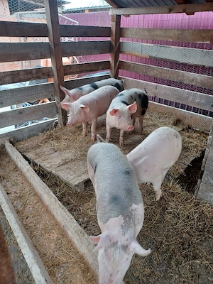 porci de vanzare rasa landras combinata cu marele alb pret 900 lei bucata  - imagine 2