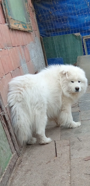 Samoyed mascul original - imagine 4