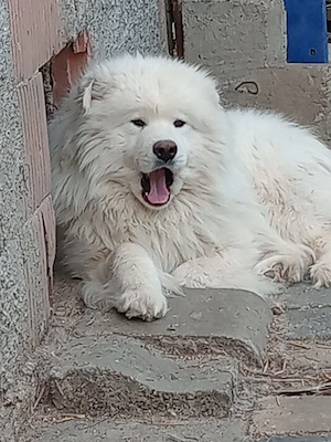 Samoyed mascul original
