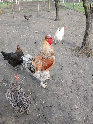 De vinzare cocos Brahma - imagine 2