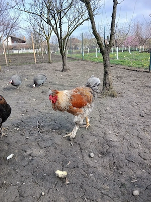 De vinzare cocos Brahma - imagine 4