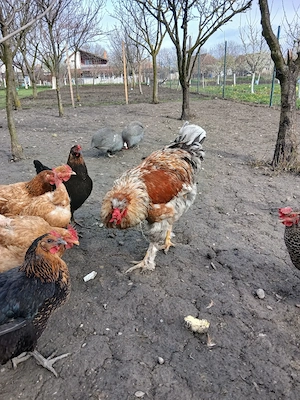 De vinzare cocos Brahma - imagine 3