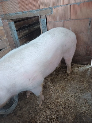 porci de vanzare rasa landras combinata cu marele alb pret 900 lei bucata  - imagine 4