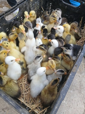 Vând rățuște pekin și Lelești 20 lei buc 