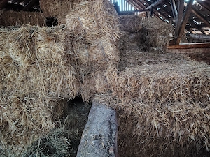 Vând baloți de paie 