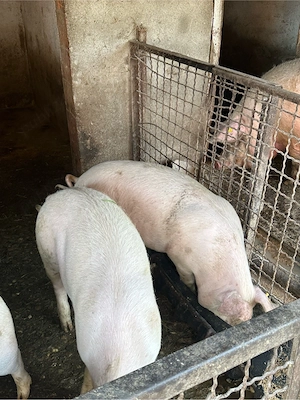 Vând porci ! 