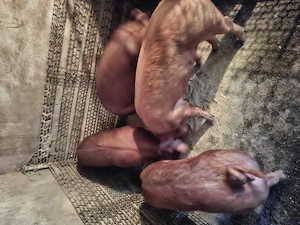 Vând porci de carne 