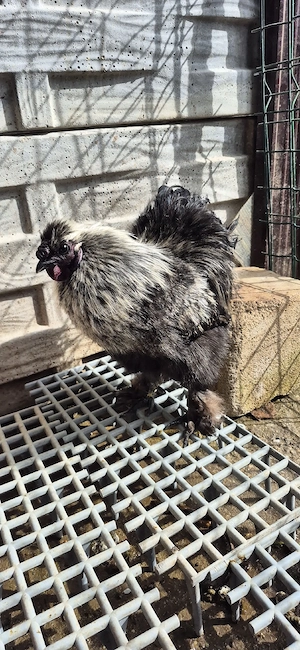 Vând Cocoş mătase japoneză  - imagine 4