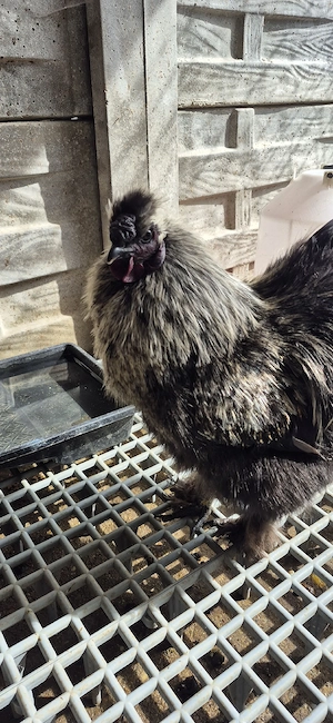 Vând Cocoş mătase japoneză  - imagine 3