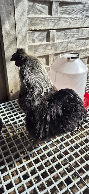 Vând Cocoş mătase japoneză  - imagine 2