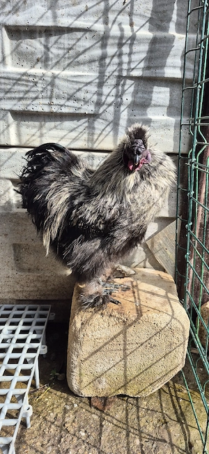 Vând Cocoş mătase japoneză  - imagine 5