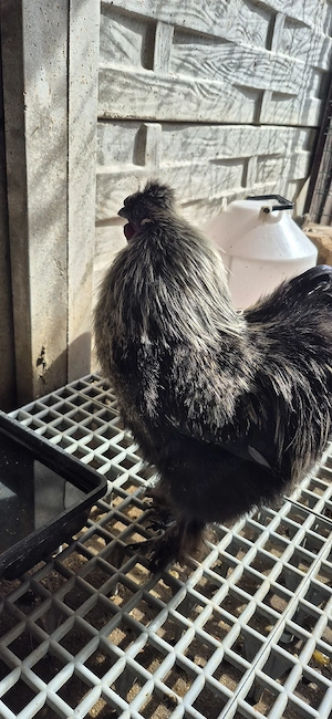 Vând Cocoş mătase japoneză 