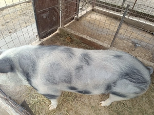 Porc de vanzare - imagine 3