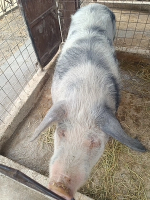 Porc de vanzare - imagine 4