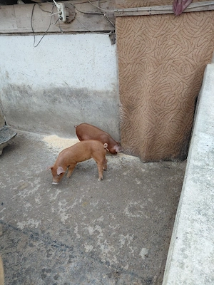 purcei duroc si pietrain de vanzare - imagine 3