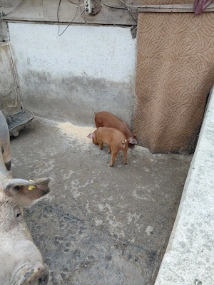 purcei duroc si pietrain de vanzare