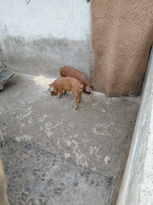 purcei duroc si pietrain de vanzare - imagine 2