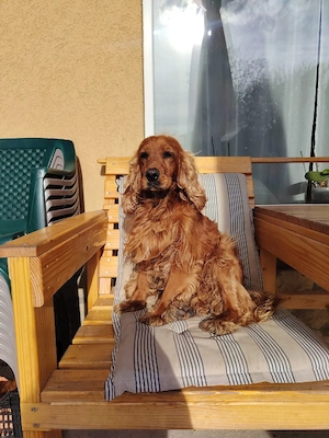 Cocker spaniel