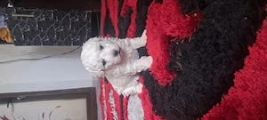 Vand pui de bichon maltez  - imagine 2