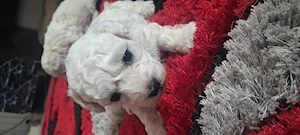 Vand pui de bichon maltez  - imagine 3